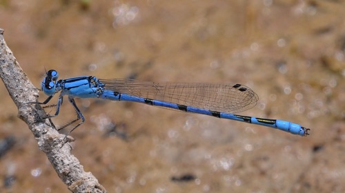 Male
15 July 2016 UT, Tooele Co.